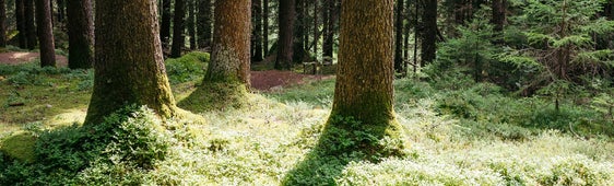 Il bosco regola il clima Il bosco regola il clima