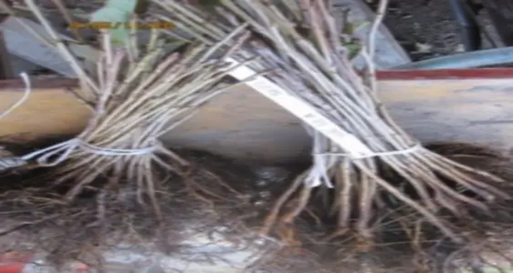 Piantine a radice nuda