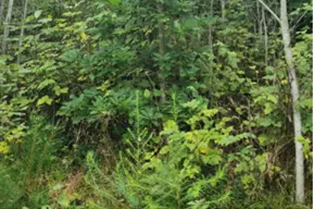 Larice nello strato inferiore e quercia nello strato intermedio