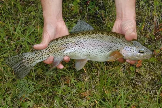 Trota iridea
