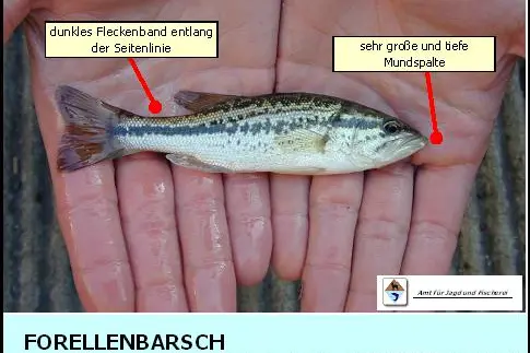 Forellenbarsch