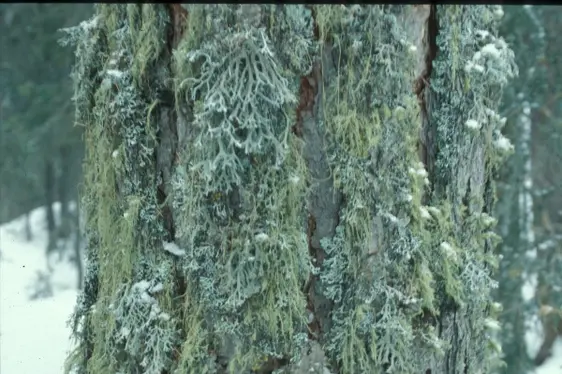 Licheni su corteccia di larice