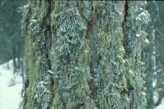 Licheni su corteccia di larice