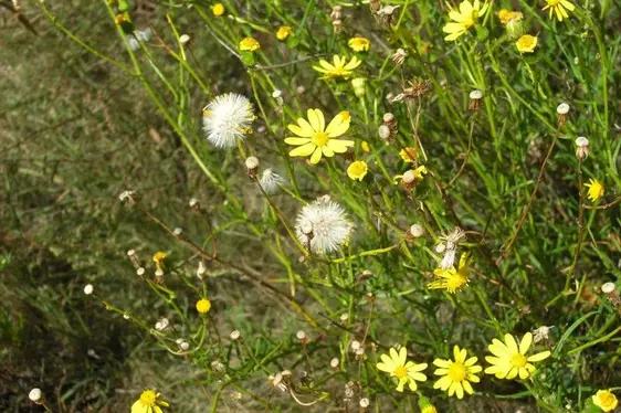 Senecione sudafricano