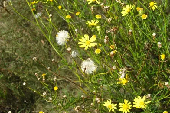 Senecione sudafricano