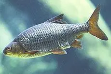 Rutilus rutilus