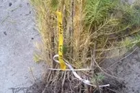 Nacktwurzelige Pflanze Lärche