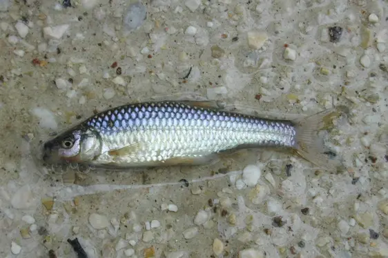 Pseudorasbora