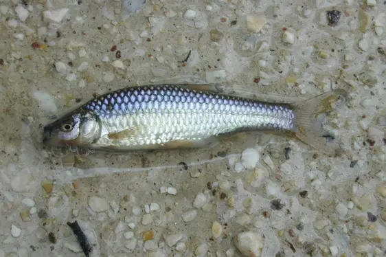 Pseudorasbora