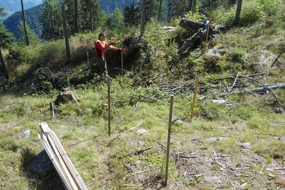 Picchettamento piante giovani