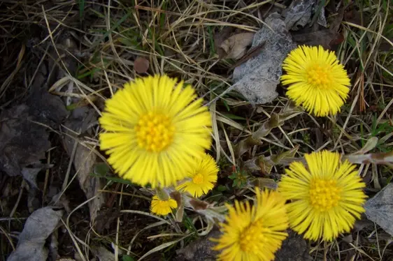 Tussilago farfara (volg. farfaro)
