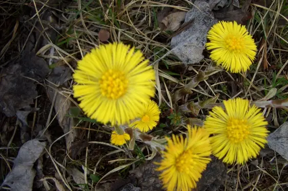 Tussilago farfara (volg. farfaro)