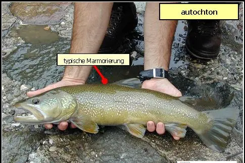 Marmorierte Forelle