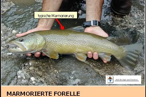 Marmorierte Forelle