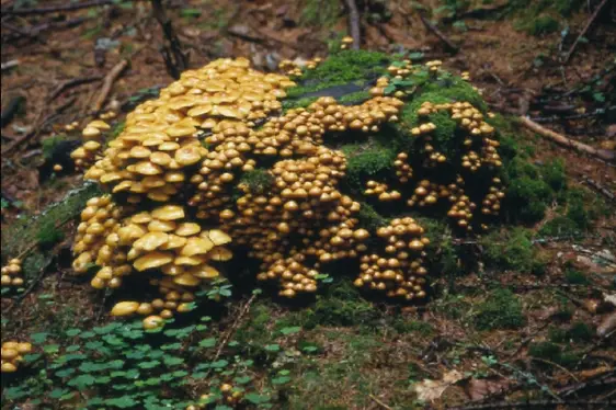 Armillaria mellea, chiodino