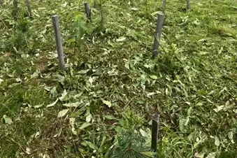 Sfalcatura delle rinnovazioni