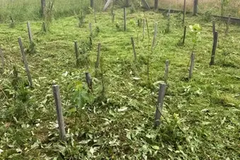 Sfalcatura delle rinnovazioni