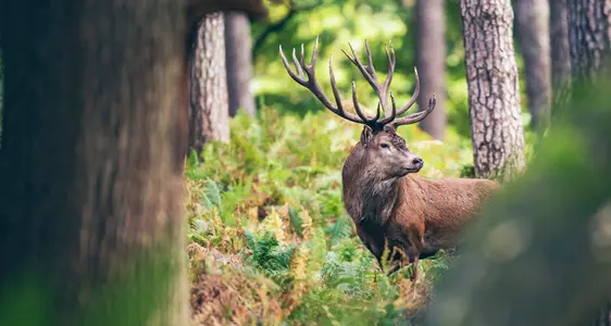 Gestione fauna selvatica, Caccia e pesca