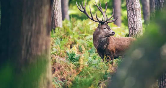 Wildtiermanagement, Jagd und Fischerei