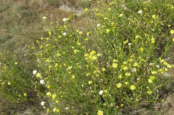 Senecione sudafricano