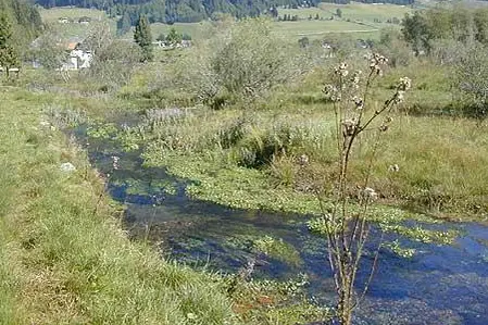 typisches Gewässer1