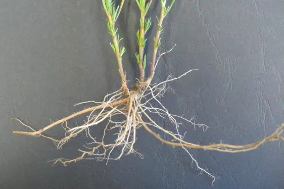 Senecione sudafricano