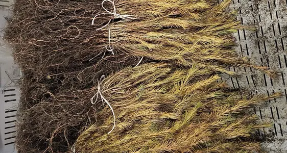 Piantine a radice nuda