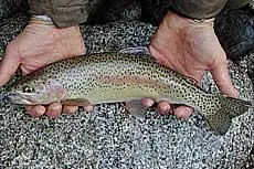 Trota iridea