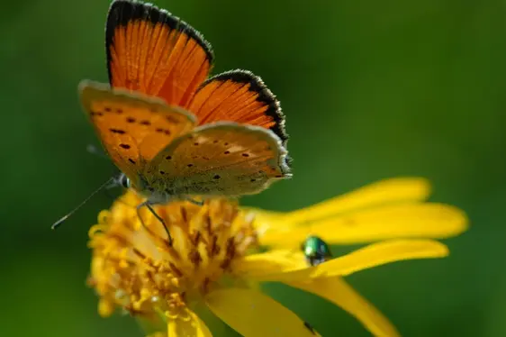 Lycaena phlaeas