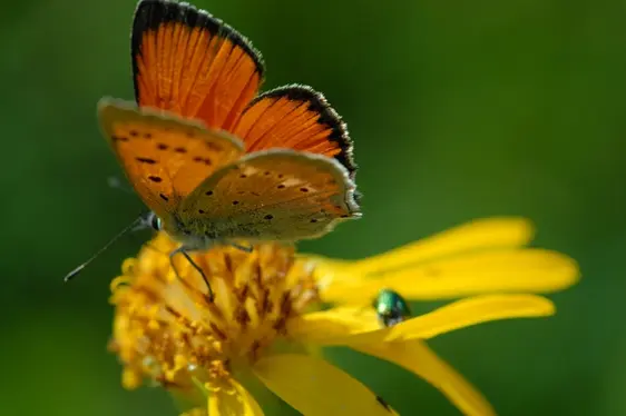 Lycaena phlaeas