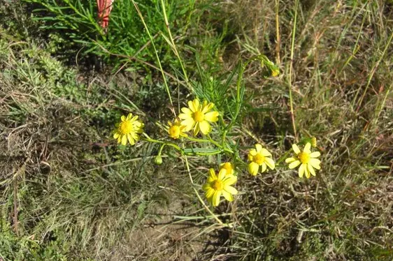 Senecione sudafricano