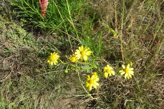 Senecione sudafricano