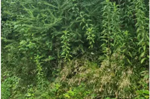 Larice come albero-Z nello strato inferiore