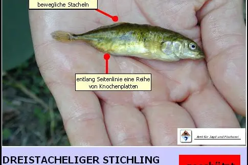 Stichling