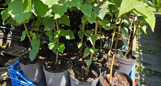 Piante in vaso da 1 o 1,5 litri