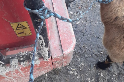 Ziege richtig angebunden Ziege richtig angebunden