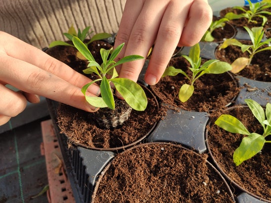 Pflanzen im Topf Pflanzen im Topf