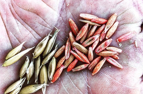 Getreidesamen Getreidesamen