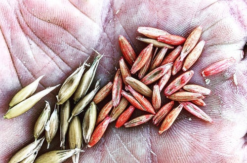 Getreidesamen Getreidesamen