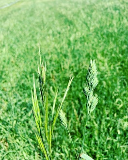 Wiesenpflanze Wiesenpflanze