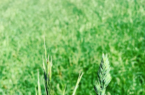 Wiesenpflanze Wiesenpflanze