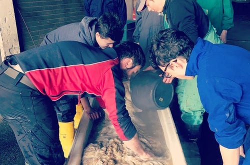 Schafwaschen Schafwaschen