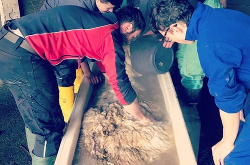 Schafwaschen Schafwaschen