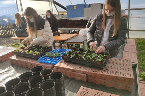 Schülerinnen pflanzen ein Schülerinnen pflanzen ein