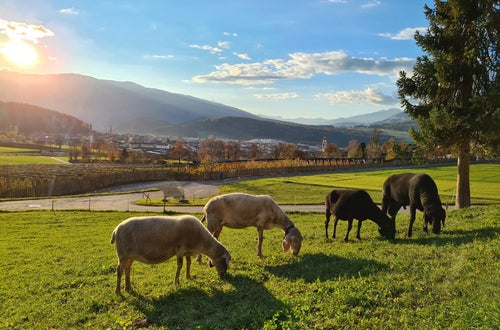Schafe FSDietenheim Schafe FSDietenheim