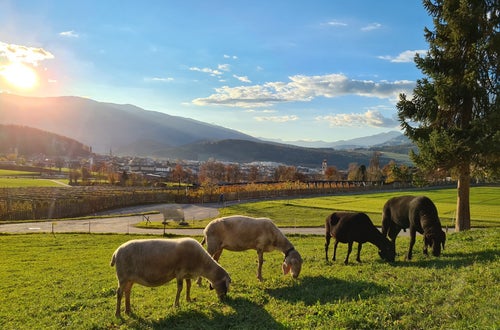 Schafe FSDietenheim Schafe FSDietenheim