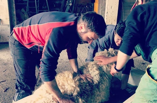 Schafe waschen Schafe waschen