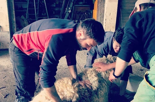 Schafe waschen Schafe waschen