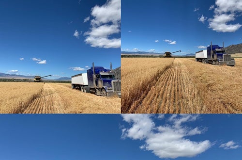 Haferernte Haferernte