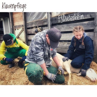 Hufpflege Schafe Hufpflege Schafe